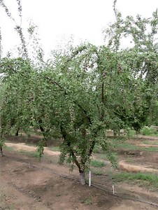 Mission Almond